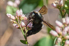Xylocopa californica californica