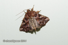 Callopistria exotica