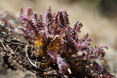 Pedicularis semibarbata