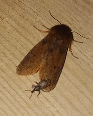 Phragmatobia assimilans