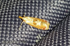 Syntonarcha iriastis