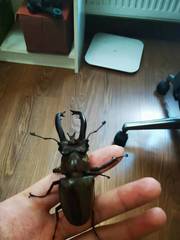 Lucanus planeti