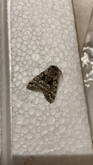 Panthea acronyctoides acronyctoides