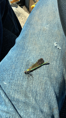 Calopteryx aequabilis
