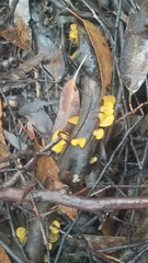 Heterotextus miltinus