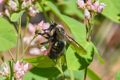 Xylocopa californica californica