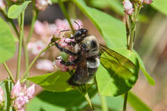 Xylocopa californica californica