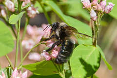 Xylocopa californica californica