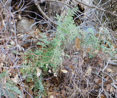 Pellaea intermedia