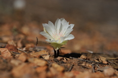 Lewisia rediviva
