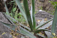 Agave funkiana