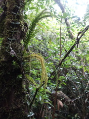 Phlegmariurus fordii