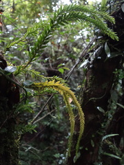 Phlegmariurus fordii