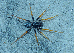 Zodariidae