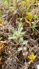Collomia heterophylla