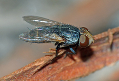 Protomiltogramma laticeps