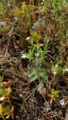 Collomia heterophylla