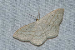 Scopula ancellata