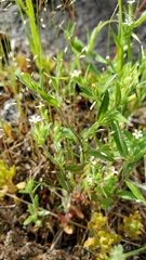 Microsteris gracilis