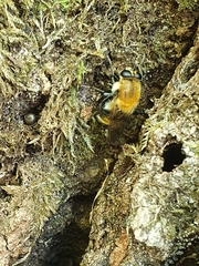 Criorhina floccosa