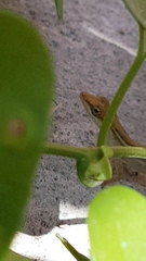 Anolis wellbornae