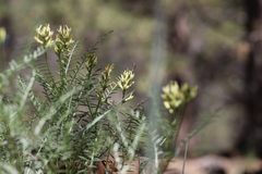Astragalus bicristatus
