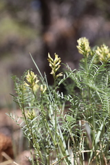 Astragalus bicristatus