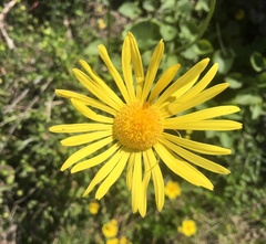 Doronicum columnae