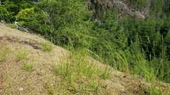 Danthonia intermedia