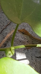Anolis wellbornae
