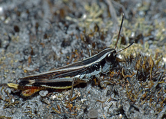 Macrotona australis