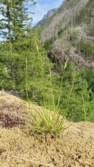 Danthonia intermedia