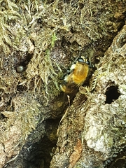 Criorhina floccosa