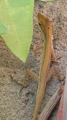 Anolis wellbornae