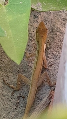 Anolis wellbornae