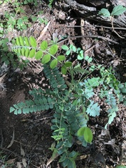 Sophora fraseri