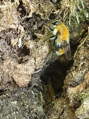 Criorhina floccosa