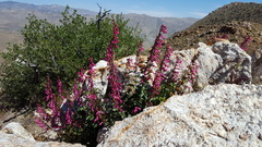 Penstemon clevelandii clevelandii