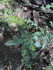 Sophora fraseri