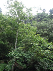 Alniphyllum pterospermum