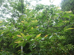 Alniphyllum pterospermum