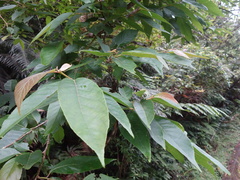 Alniphyllum pterospermum