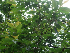 Alniphyllum pterospermum