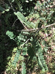 Sophora fraseri