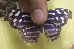 Myscelia cyaniris cyaniris