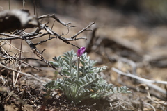 Astragalus leucolobus