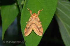 Barsine striata