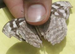 Myscelia cyaniris cyaniris