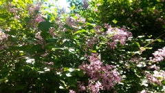 Syringa meyeri