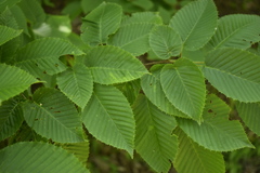 Carpinus cordata